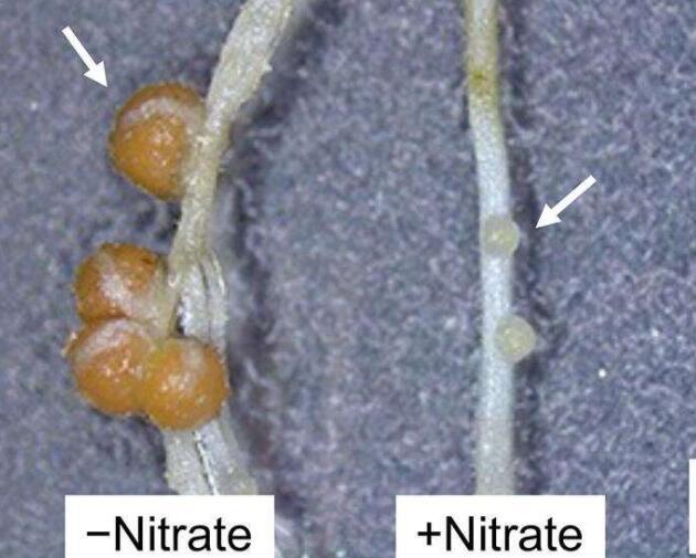 硝酸鹽如何調(diào)節(jié)豆類中的基因表達(dá)