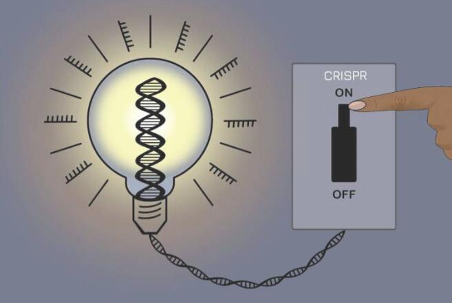 新型可逆CRISPR方法可控制基因表達(dá)且保持基礎(chǔ)DNA序列不變