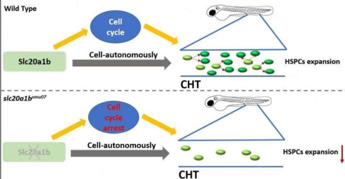 Slc20a1b對于斑馬魚的造血干/祖細(xì)胞擴(kuò)增至關(guān)重要