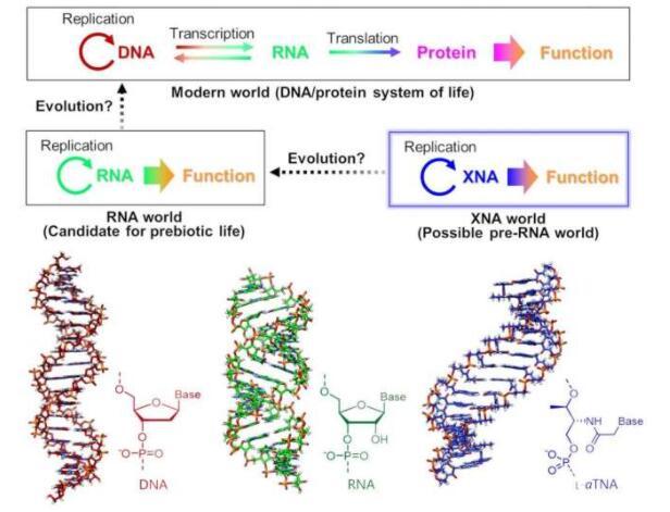 生命起源可能始于類似DNA的XNA