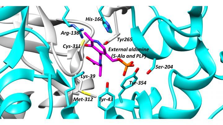 科學(xué)家研究了消旋體 并提出了尋找針對(duì)這些重要酶的藥物的策略