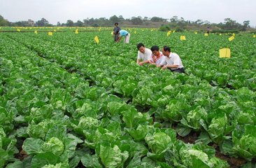 沒(méi)有足夠的水果 蔬菜種植來(lái)養(yǎng)活地球