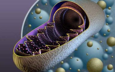 NAD+是線粒體能量產(chǎn)生過程中的一個關(guān)鍵分子