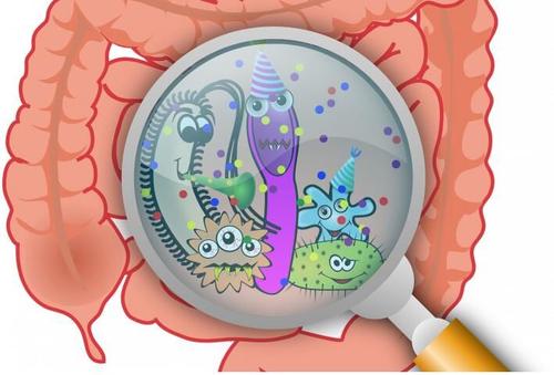 研究人員發(fā)現(xiàn)腸道微生物組中以前未知的反應