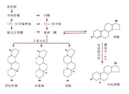 雄激素受體 前列腺癌的治療靶點(diǎn) 進(jìn)口到線粒體