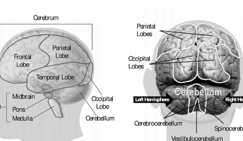 科學家使用微型大腦來模擬如何預(yù)防異常小頭的發(fā)育