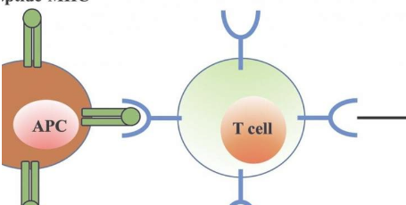 放松的T細(xì)胞對(duì)免疫反應(yīng)至關(guān)重要