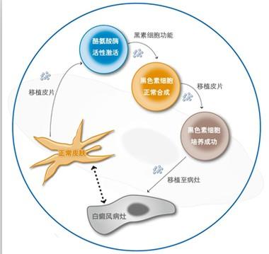 黑色素瘤可行雙重新輔助檢查站封鎖