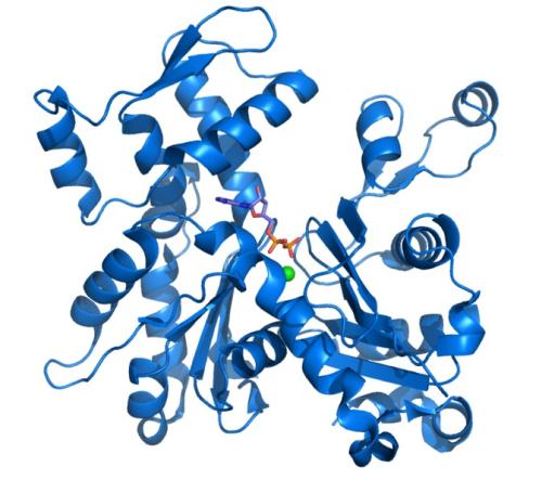 抑制AL淀粉樣的錯(cuò)誤蛋白質(zhì)的分子指向新型療法