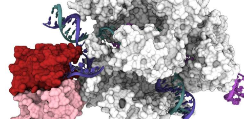 對CRISPR-Cas9工具的新理解可以改善基因編輯