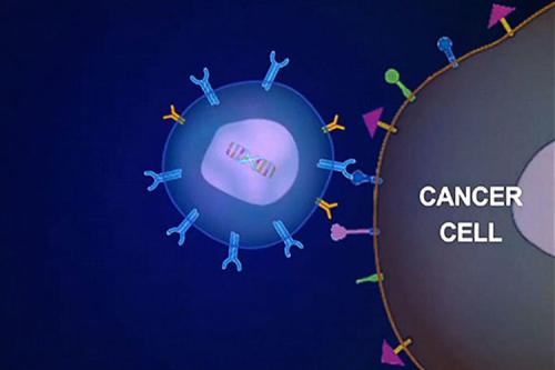 賓夕法尼亞大學的研究人員用成像標記物標記了CAR T細胞