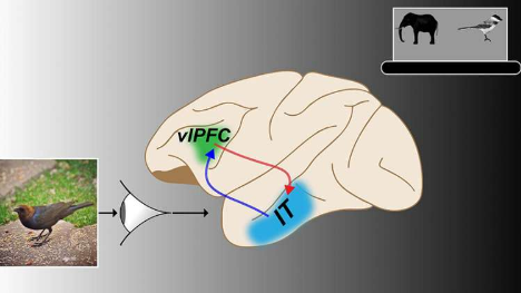 神經(jīng)通路對(duì)于靈長類動(dòng)物成功快速識(shí)別目標(biāo)至關(guān)重要
