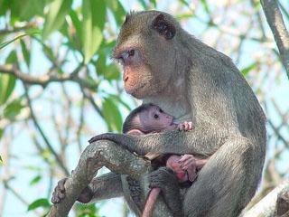 在野生哺乳動物中雌性的壽命更長