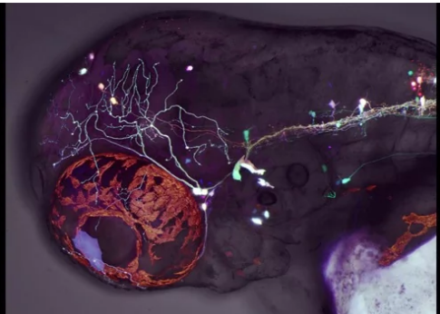 斑馬魚(yú)研究揭示了眼球運(yùn)動(dòng)背后的發(fā)育機(jī)制