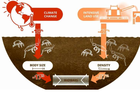 氣候變化的結果是 土壤動物變得越來越小
