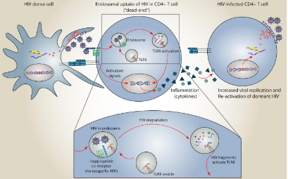 一種新發(fā)現(xiàn)的機制可以使免疫系統(tǒng)檢測并應對HIV