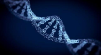 研究表明蛋白質如何阻止細胞攻擊自己的DNA