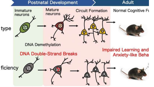 DNA修復(fù)支持大腦認(rèn)知發(fā)展