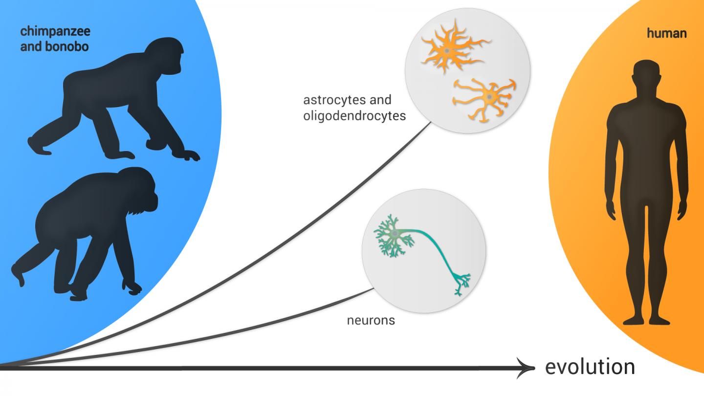 科學家繪制了人類和其他靈長類動物大腦基因的單細胞分辨率圖