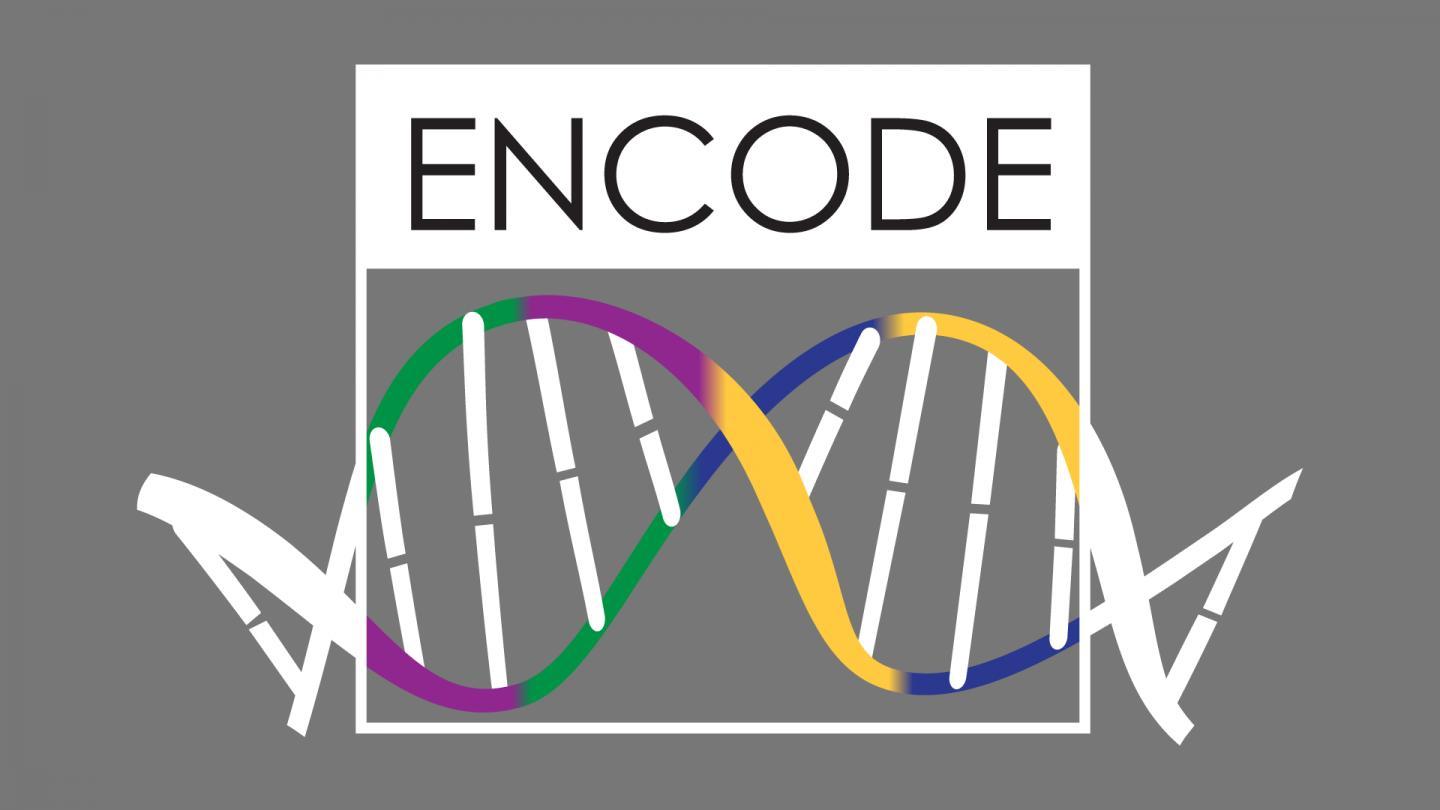 ENCODE3解釋了人類和小鼠的基因組