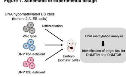DNA甲基化在哺乳動物個體發(fā)育中起著至關重要的作用