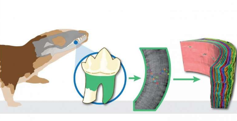 古老的小牙齒揭示出第一批哺乳動物的生活更像爬行動物