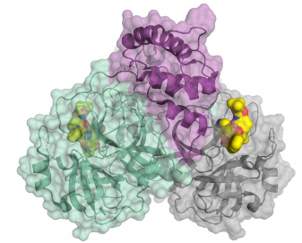 研究人員發(fā)現(xiàn)蛋白質的功能與其3D結構密切相關