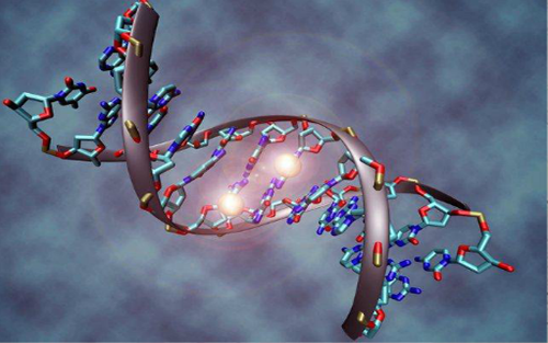 科學家對從發(fā)育到成年的通過DNA甲基化進行基因調(diào)控的理解