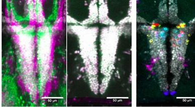 研究確定了驅(qū)動(dòng)斑馬魚(yú)防御行為的神經(jīng)元種群