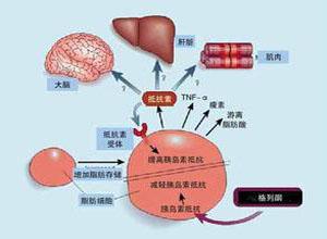 研究表明 更年期會增加代謝綜合征的風險