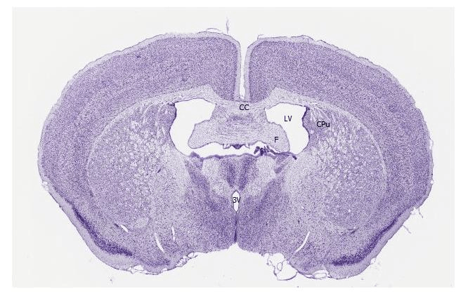 研究人員以單細胞精確度控制了小鼠大腦中的行為