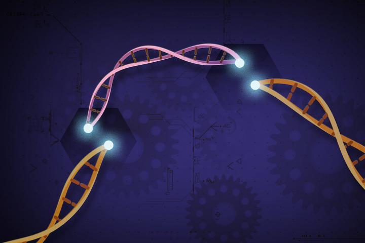 UMD推出新的CRISPR 3.0系統(tǒng)用于高效植物基因激活