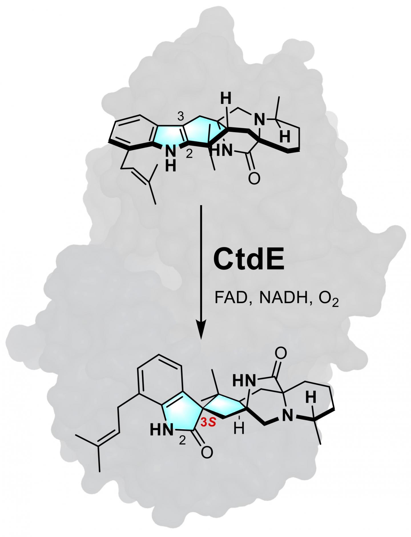 來自真菌的酶顯示分子的轉(zhuǎn)向方式