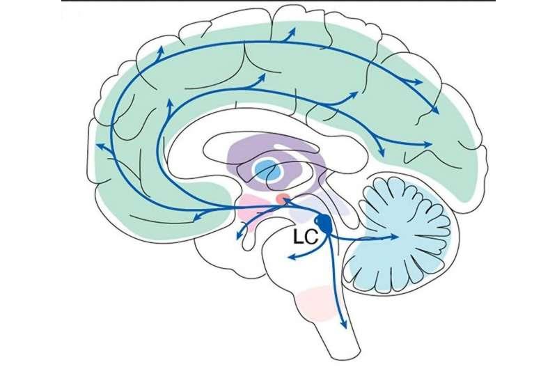 神經(jīng)科學家認為大腦區(qū)域是學習的關(guān)鍵場所