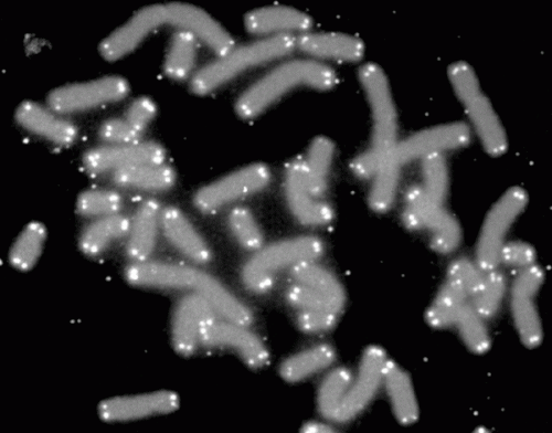 研究人員發(fā)現(xiàn)了對癌細胞端粒存活機制的新認識