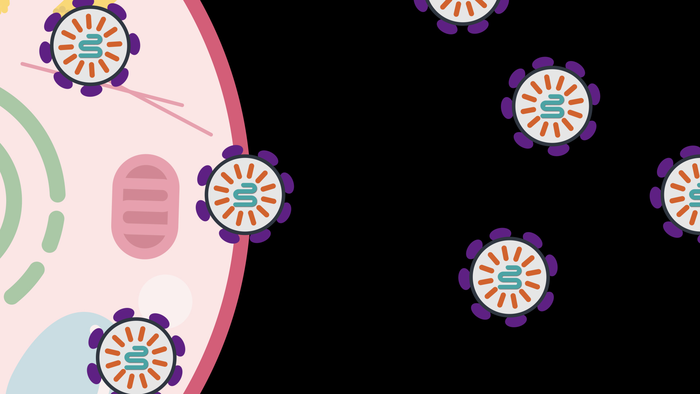 科學家利用人類蛋白質向細胞輸送分子藥物