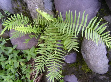 研究人員觀察早期陸生植物中心粒的內部運作