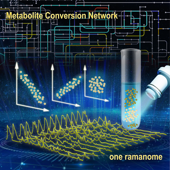 新的拉曼組技術(shù)揭示了單細(xì)胞的代謝物轉(zhuǎn)化網(wǎng)絡(luò)