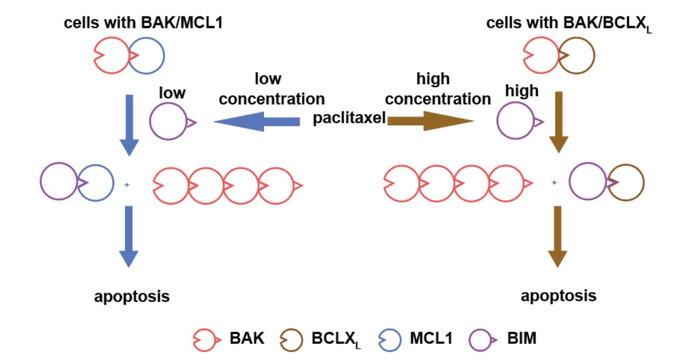 BAK/MCL1復(fù)合物可預(yù)測癌細(xì)胞對化療藥物的敏感性