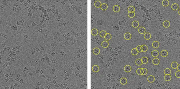 新技術提高了冷凍電子顯微鏡的清晰度和安全性