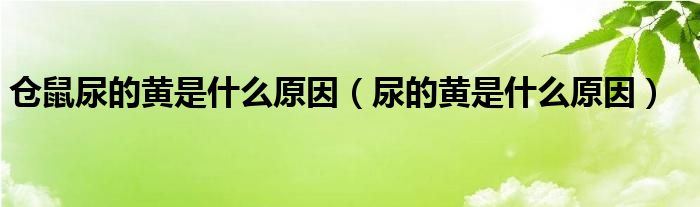 倉(cāng)鼠尿的黃是什么原因（尿的黃是什么原因）