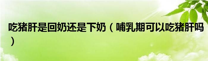 吃豬肝是回奶還是下奶（哺乳期可以吃豬肝嗎）