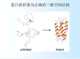 細胞外伴侶介導錯誤折疊蛋白的溶酶體降解