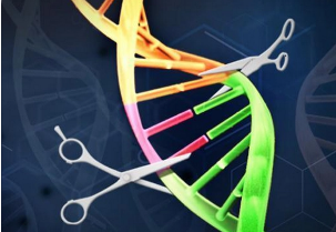 新的CRISPR基因組編輯技術幫助科學家探索許多與癌癥相關的突變