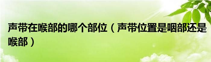 聲帶在喉部的哪個(gè)部位（聲帶位置是咽部還是喉部）