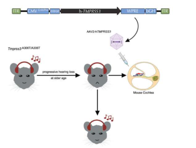 基因療法首次挽救老年小鼠模型的聽力