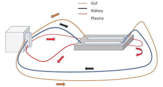 研究腎臟和腸道功能的新型微型系統(tǒng)