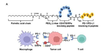 研究人員合成了具有抗腫瘤活性的嵌合肽 用于癌癥免疫治療