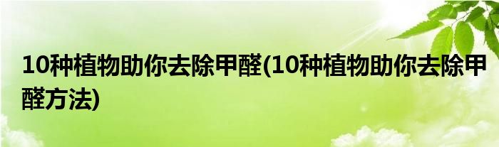 10種植物助你去除甲醛(10種植物助你去除甲醛方法)