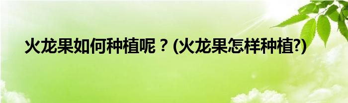 火龍果如何種植呢？(火龍果怎樣種植?)